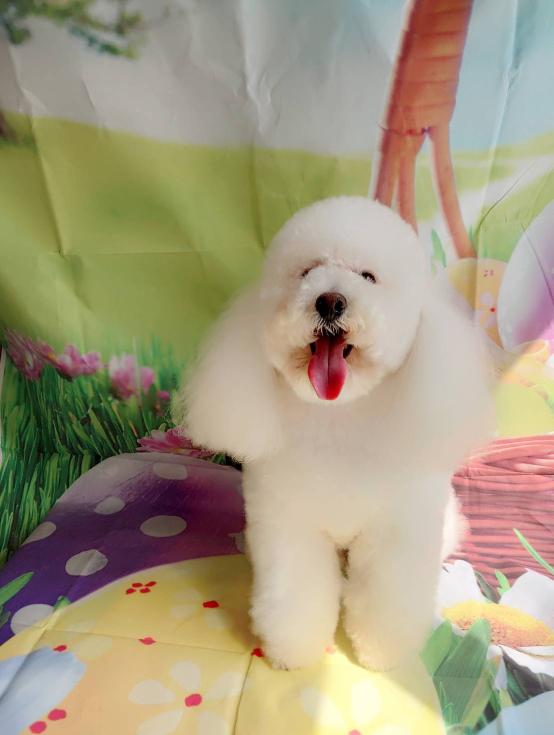 プードルの詩乃ちゃん シャンプーコース