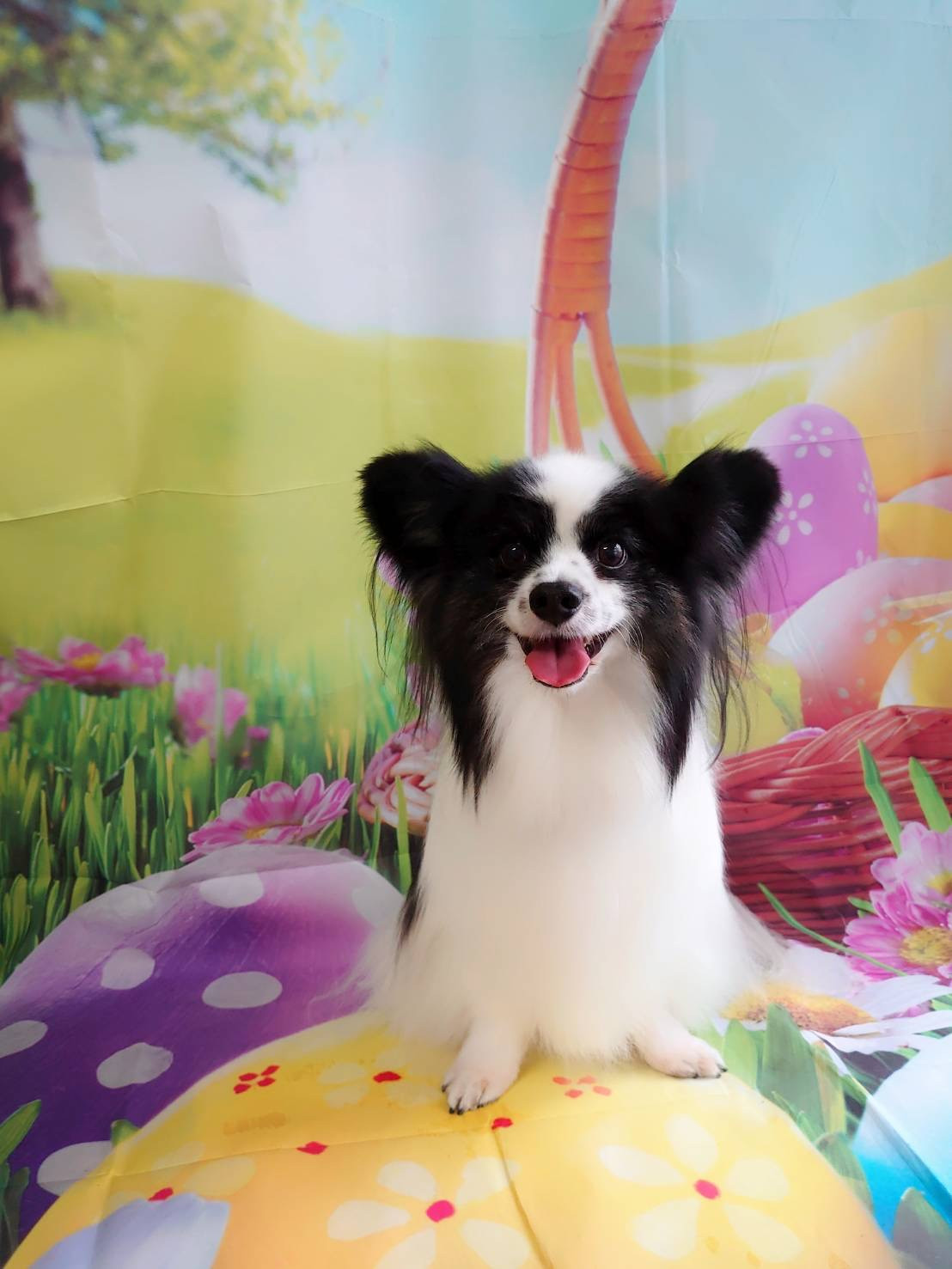 パピヨンの叶多ちゃん&風太ちゃん オプションコース グルーミングコース