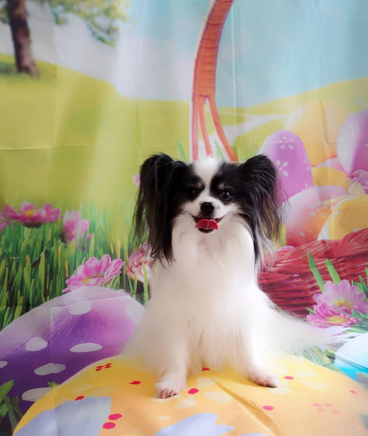 パピヨンの叶多ちゃん&風太ちゃん オプションコース グルーミングコース