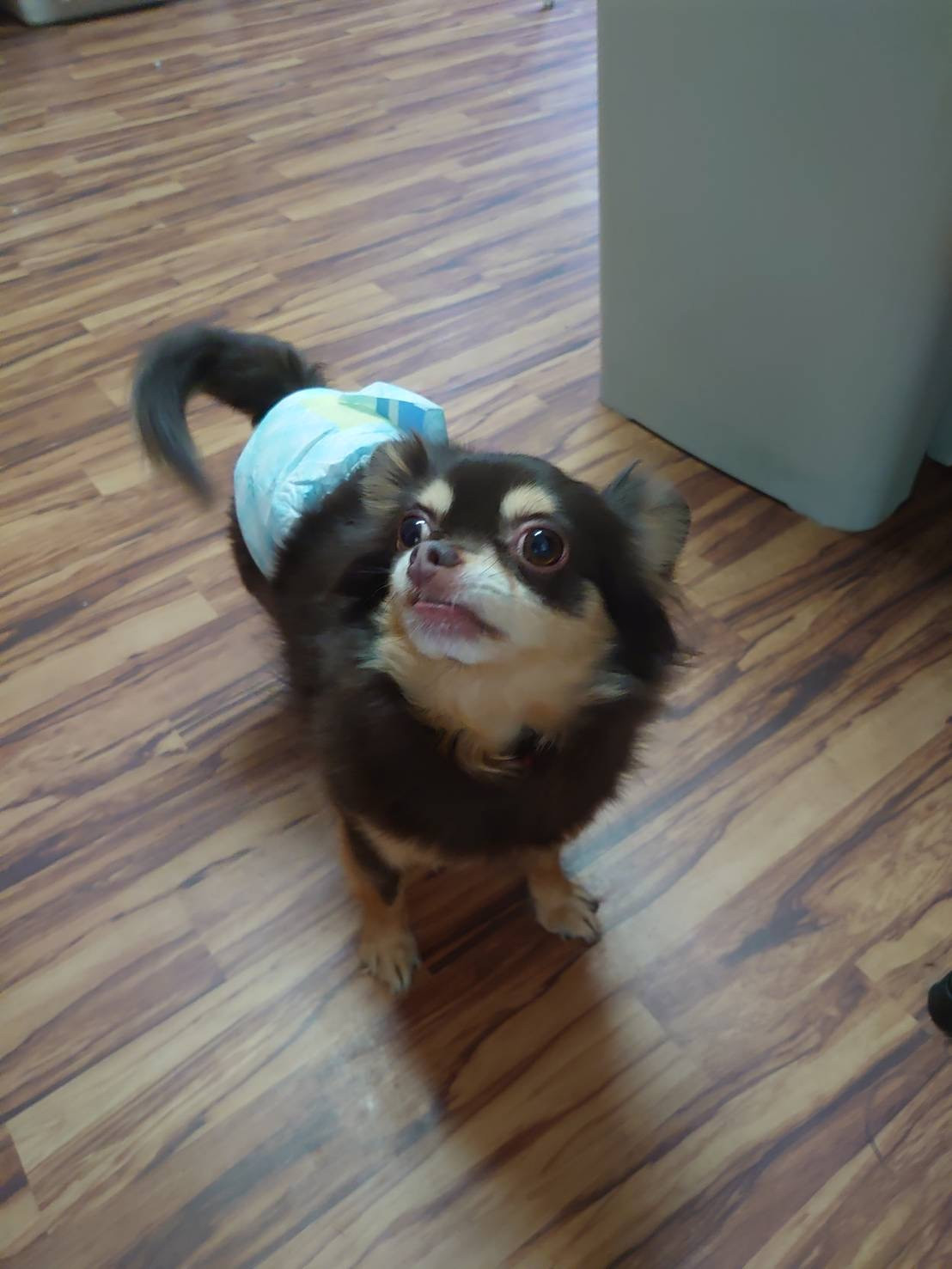 チワワのココアちゃん お泊まりの様子