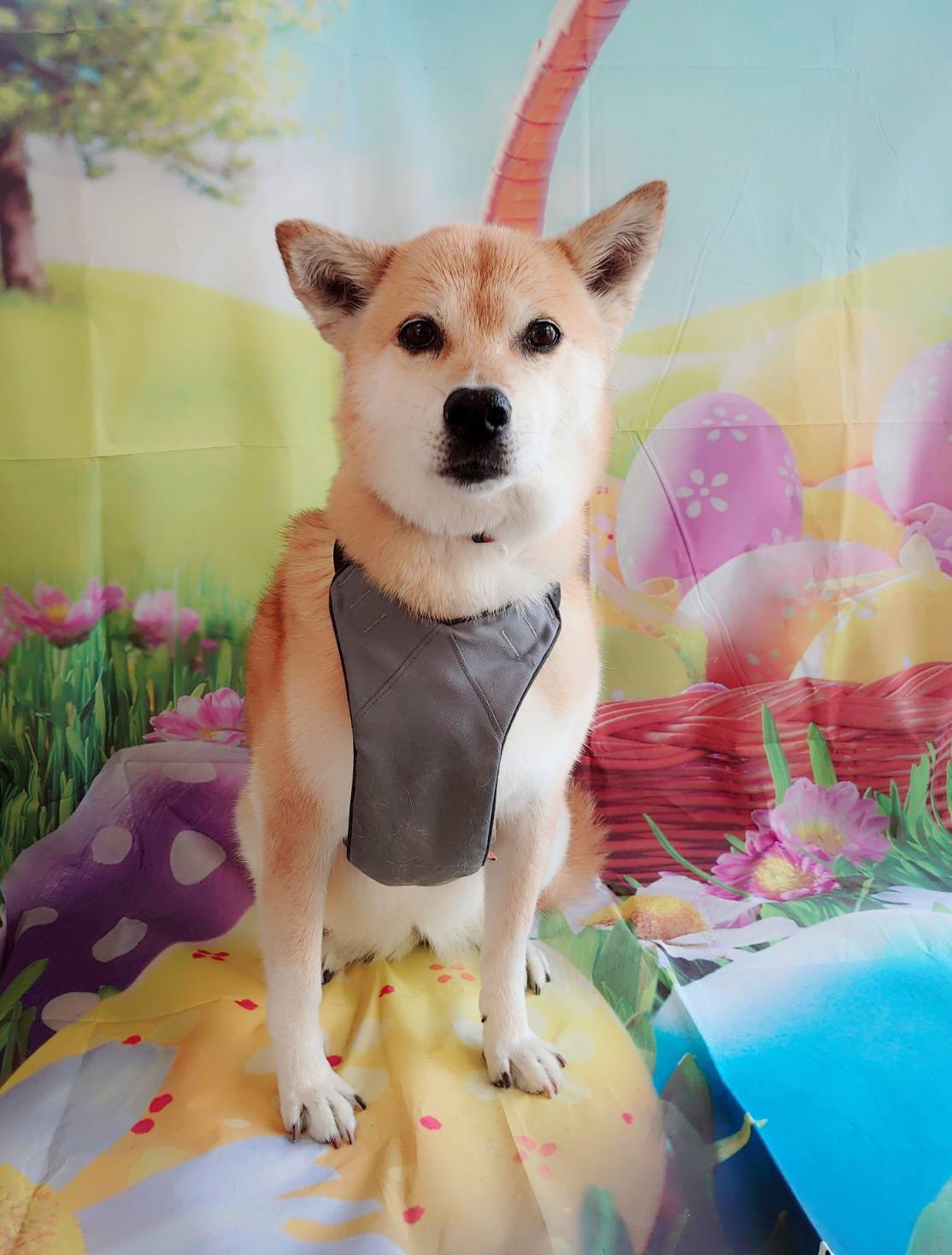 MIXのチョコちゃん シャンプーコース お爪切り