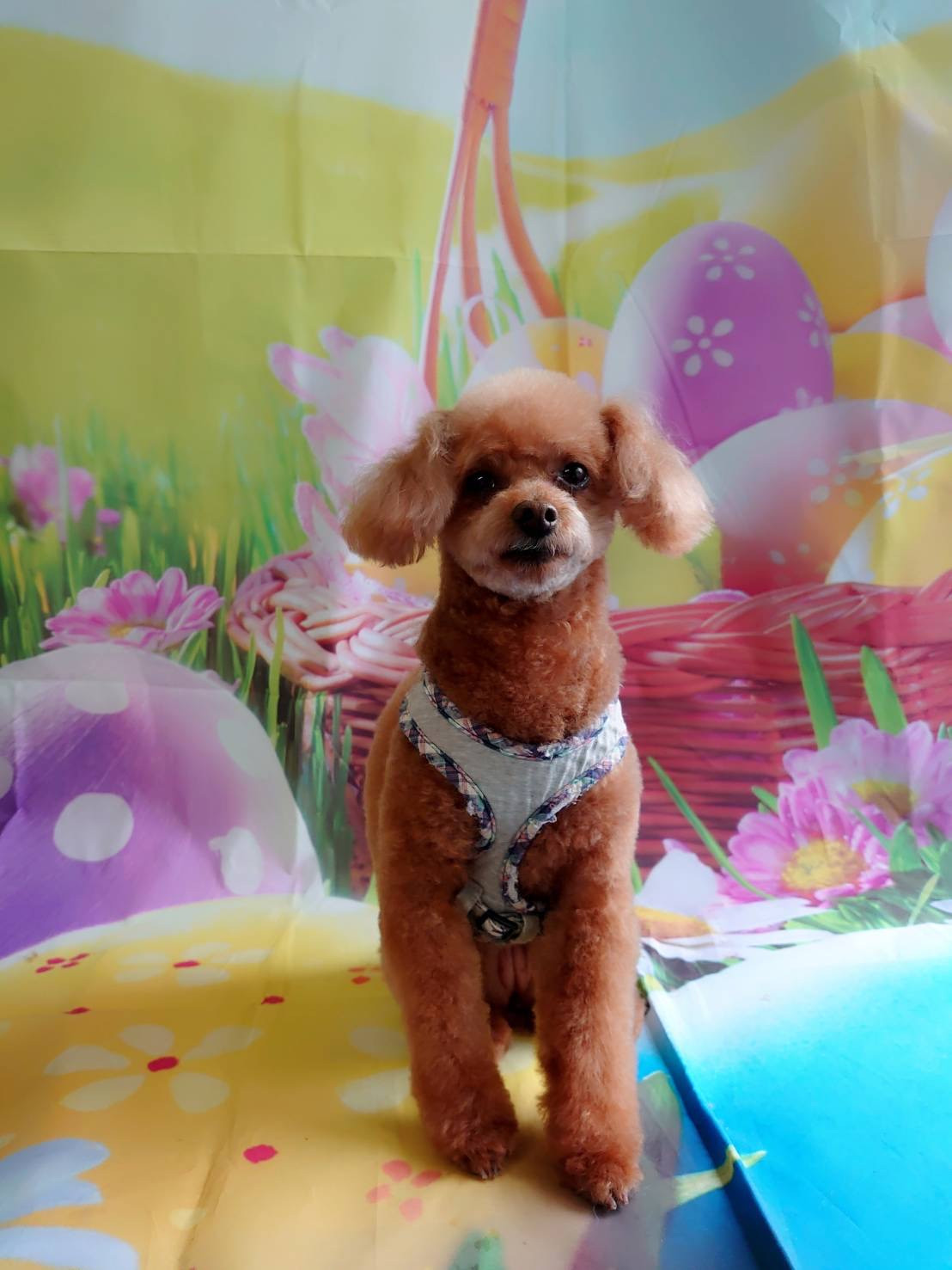 プードルのハルちゃん トリミングコース デンタル