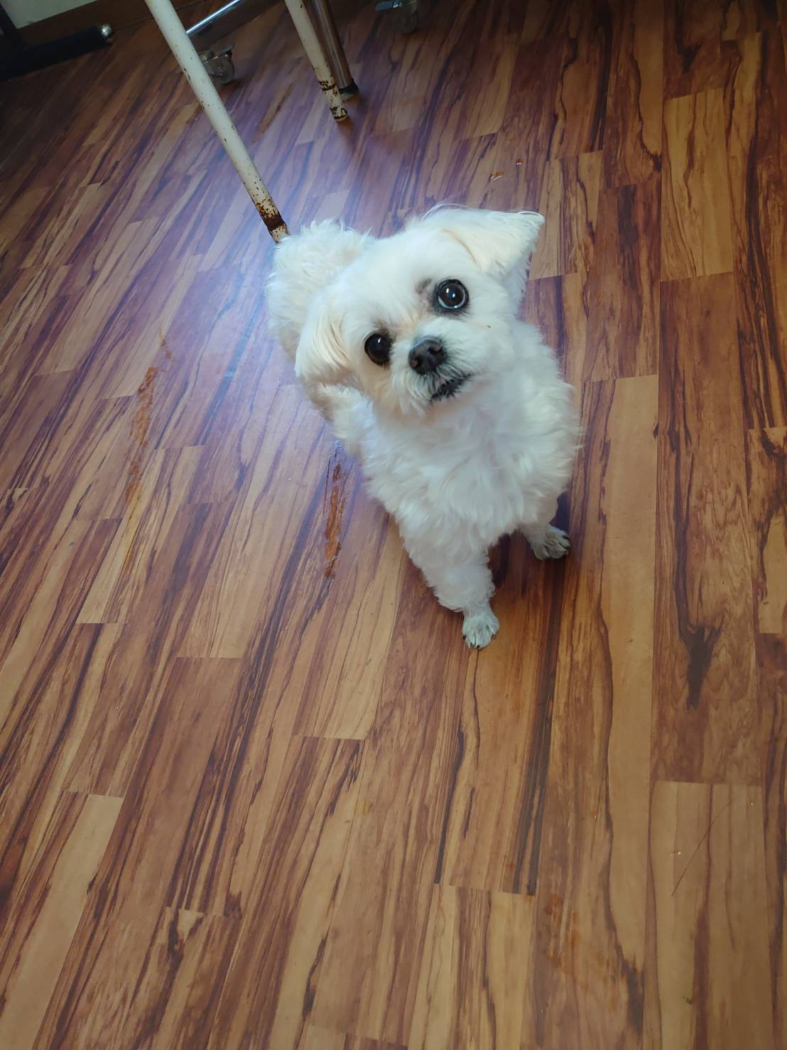 マルチーズのモモちゃん お泊まりの様子