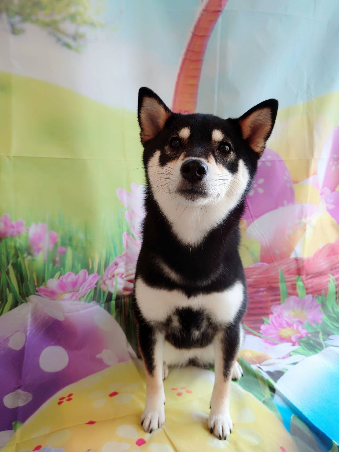 柴の蓮菜ちゃん グルーミングコース デンタル