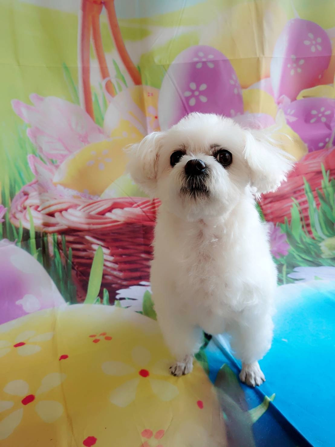 マルチーズのモモちゃん シャンプーコ ース