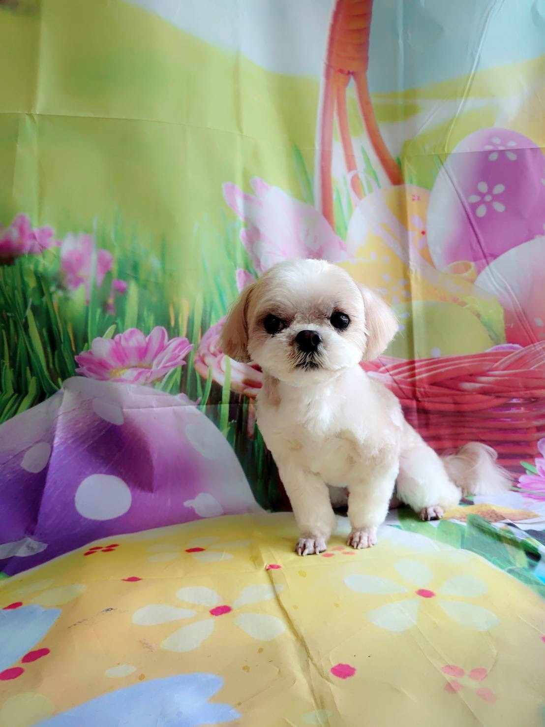 シーズー×マルチーズのダッフィーちゃん トリミングコース