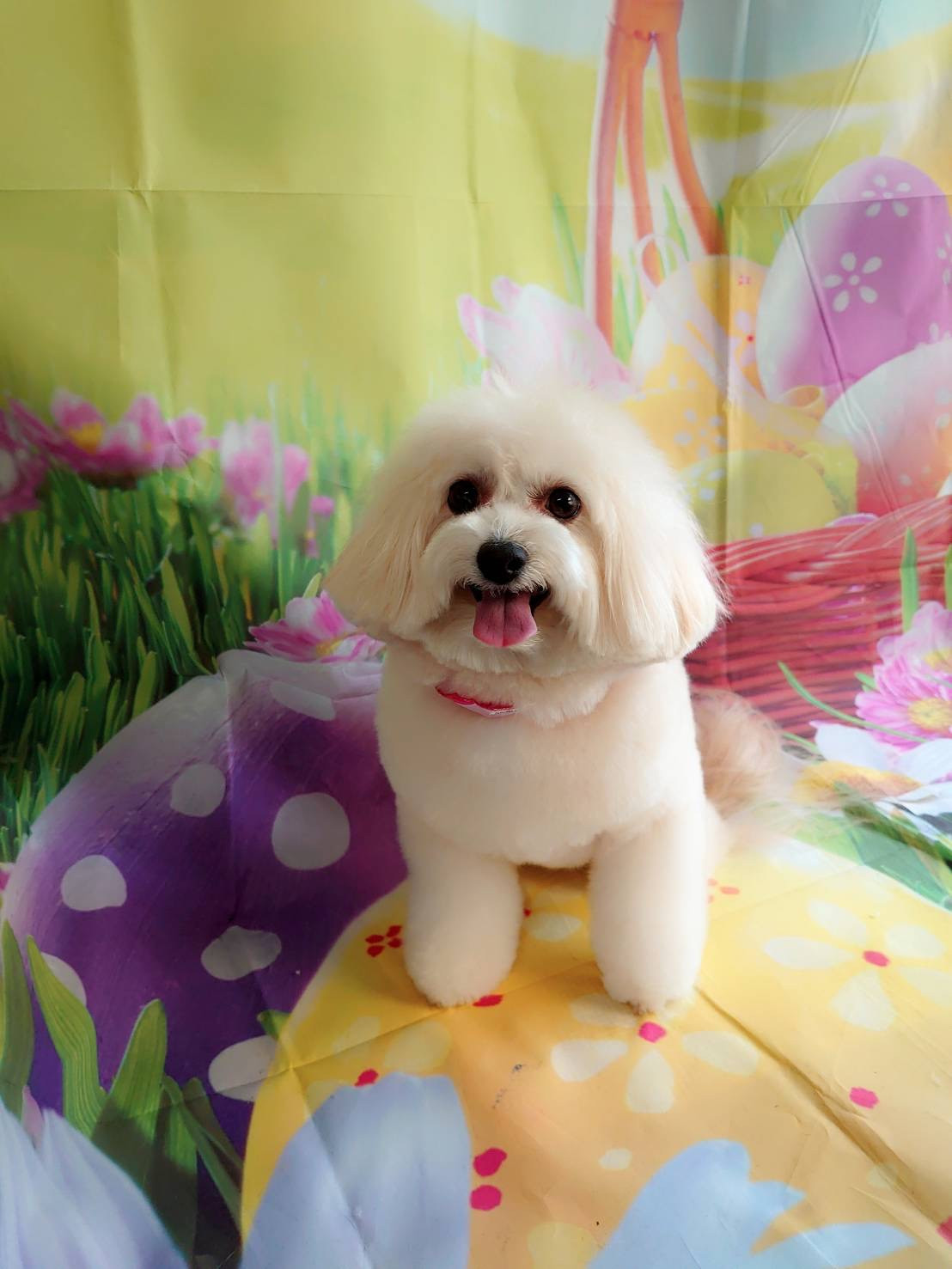 MIXのななちゃん トリミングコース