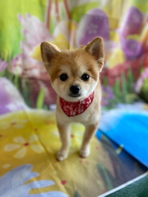 MIX 虎鉄ちゃん トリミングコース