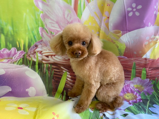 トイプードル ジョンちゃん トリミングコース