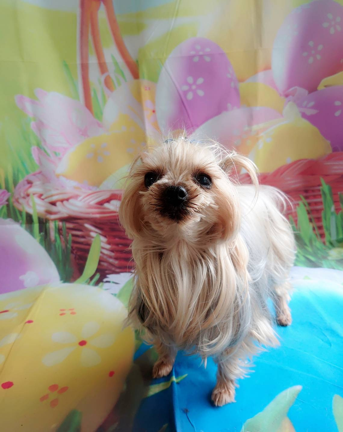 ヨーキーのゆずちゃん お爪切り