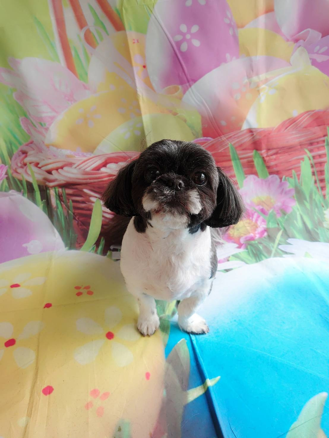 シーズーのナナちゃん トリミングコース