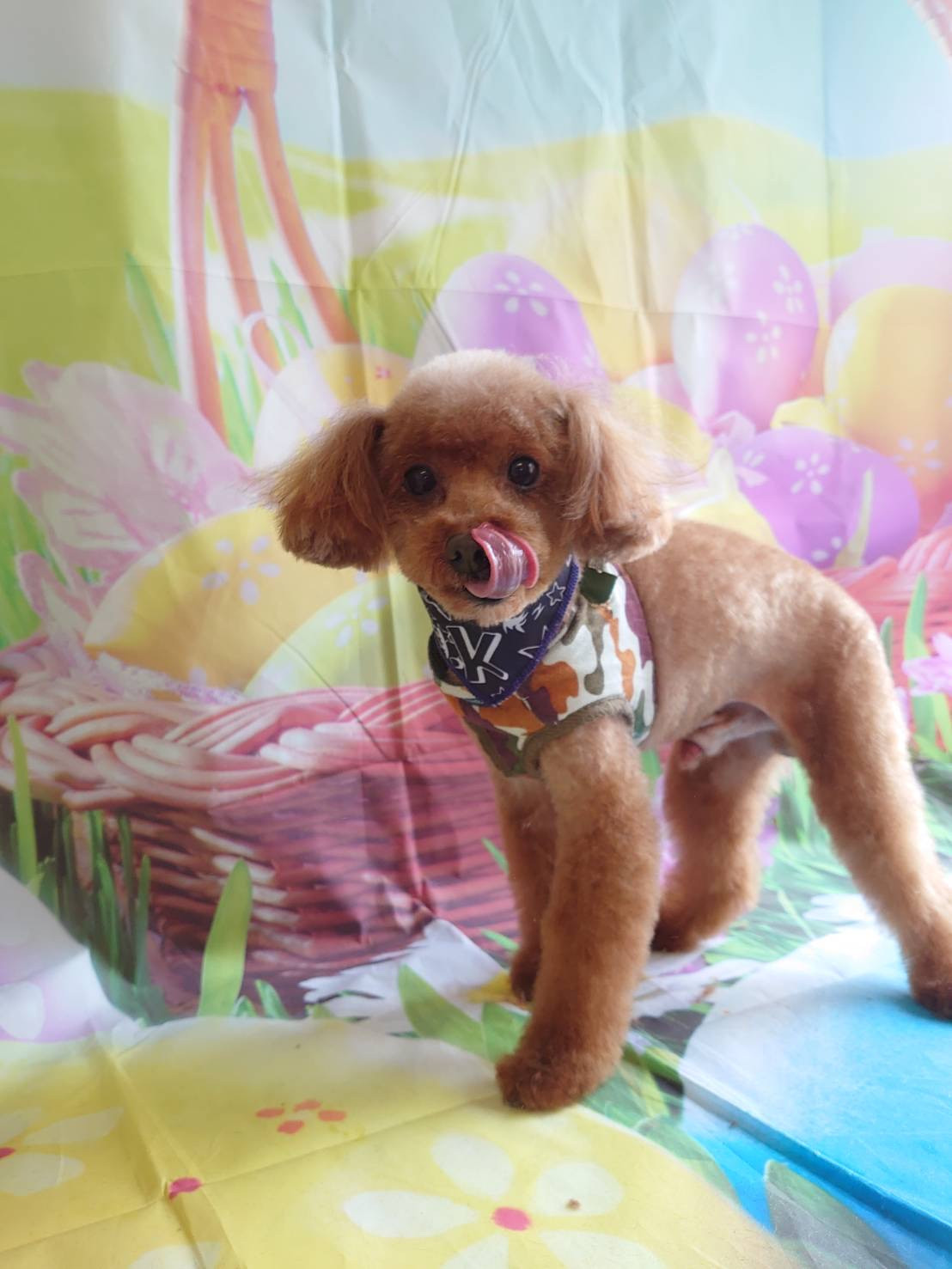 プードルのレオちゃん トリミングコース