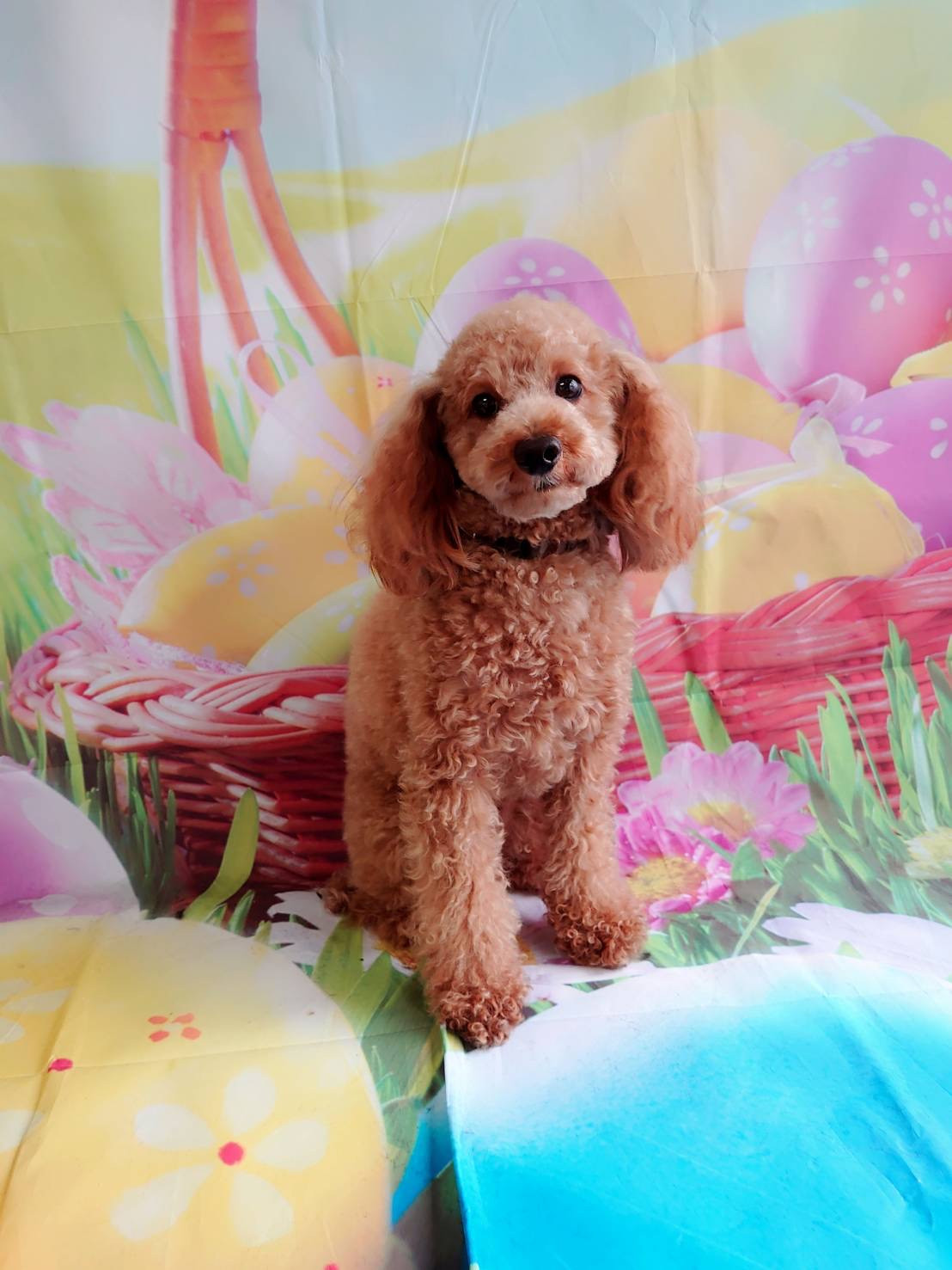 プードルのライちゃん 部分カット お爪 切り