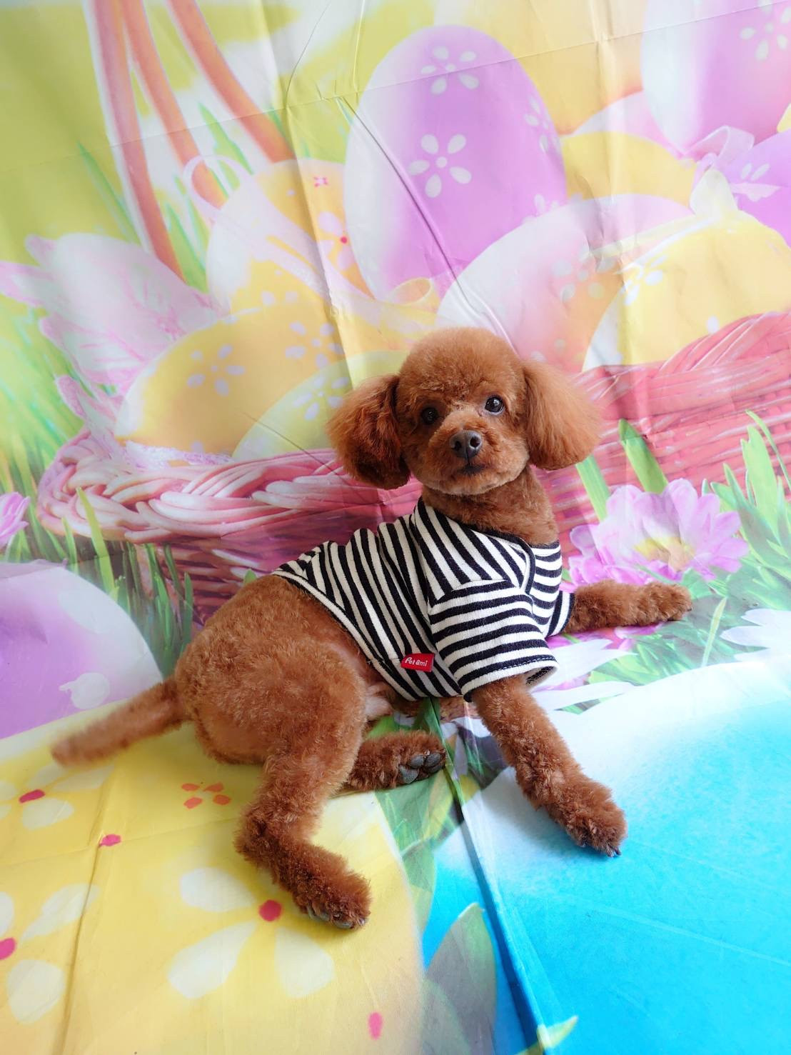 プードルのイヴちゃん トリミングコース