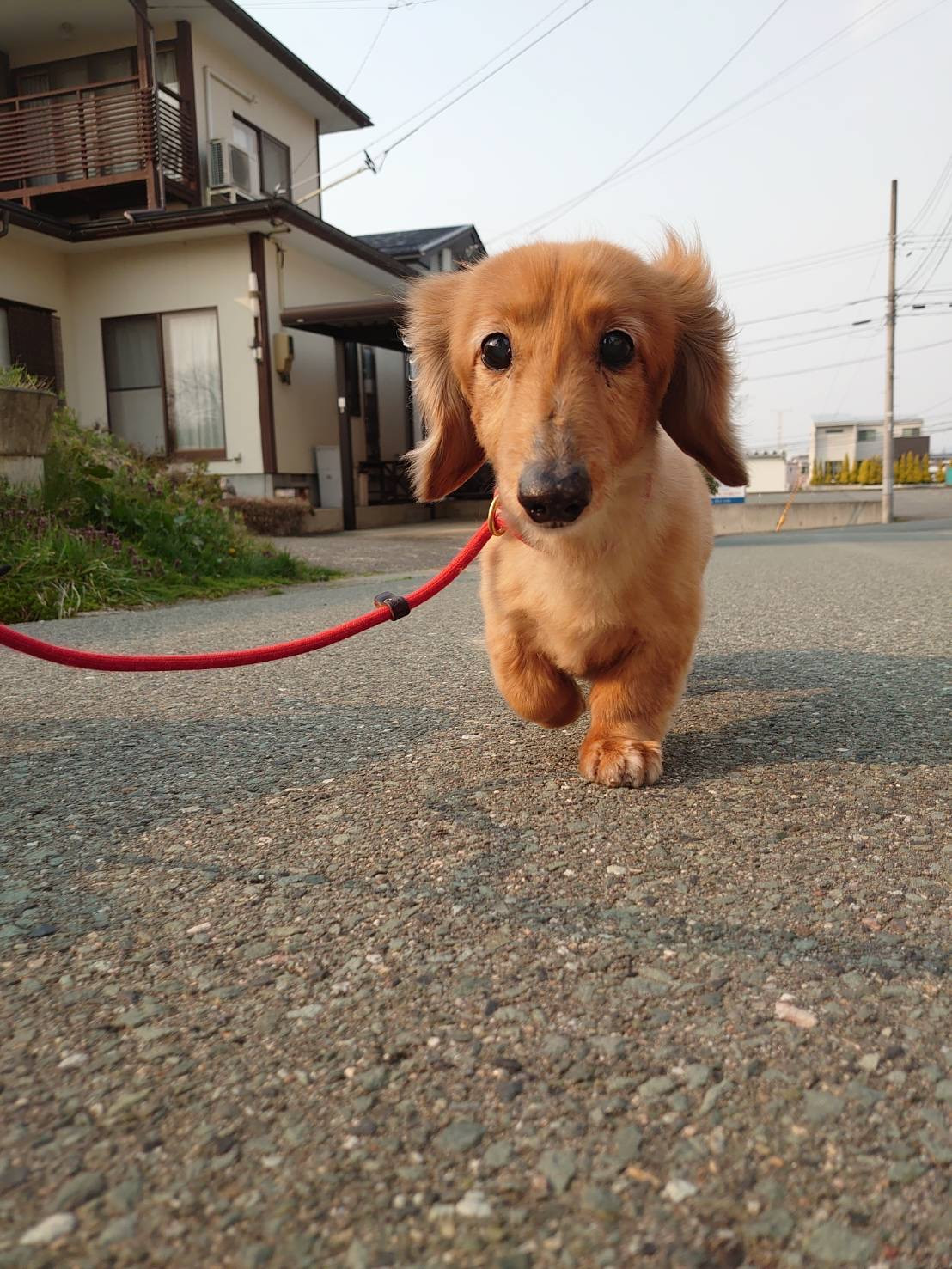 ダックスのレオちゃん&ラクちゃん お泊まりの様子