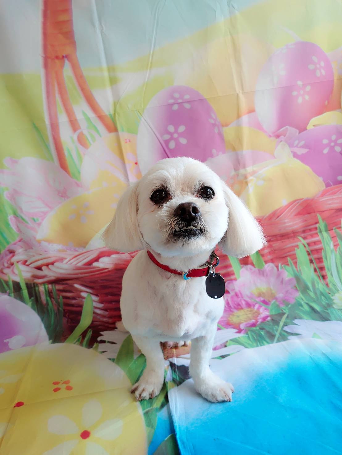 MIXのくっきーちゃん トリミングコース