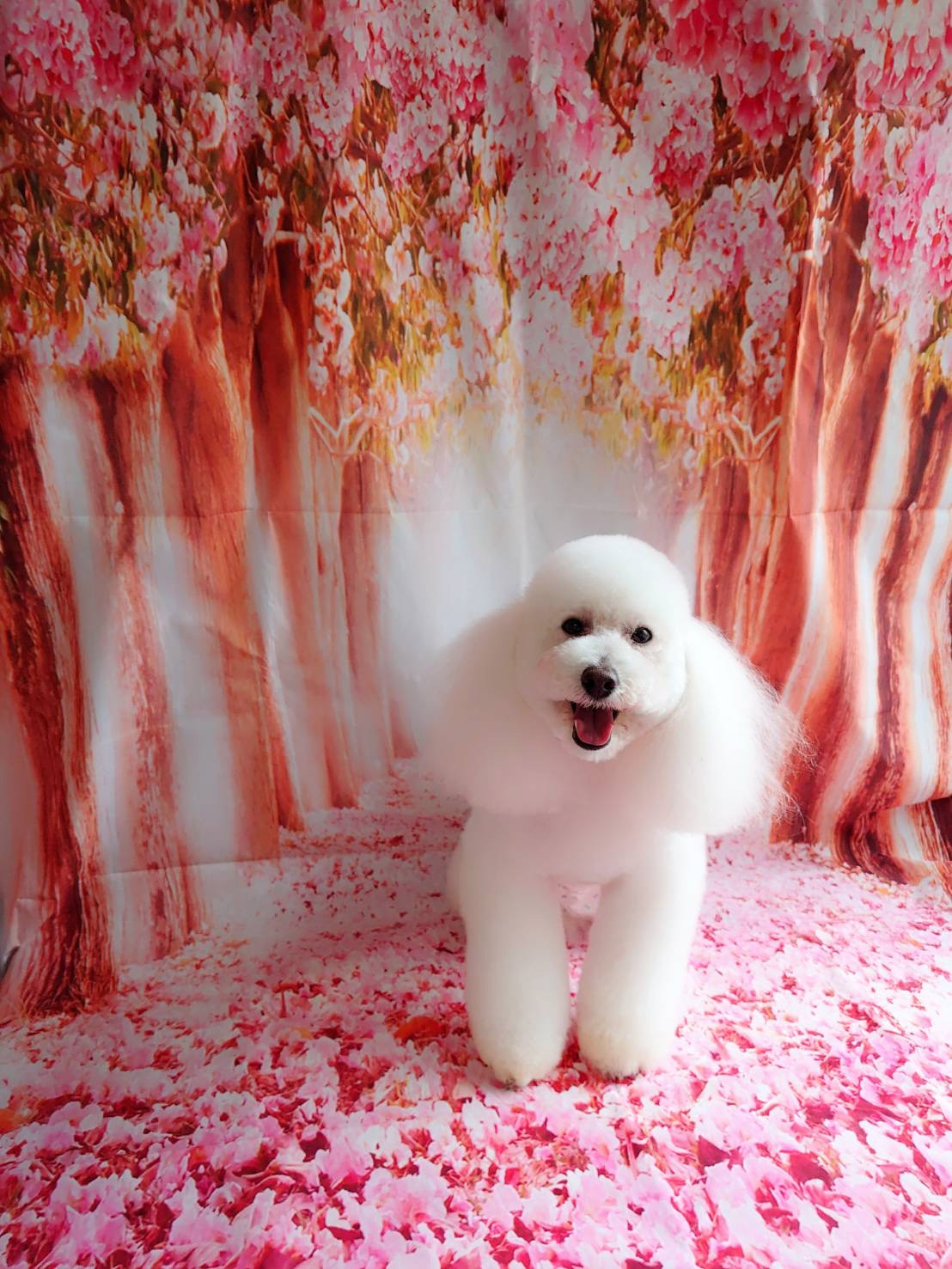 プードルの詩乃ちゃん トリミングコース