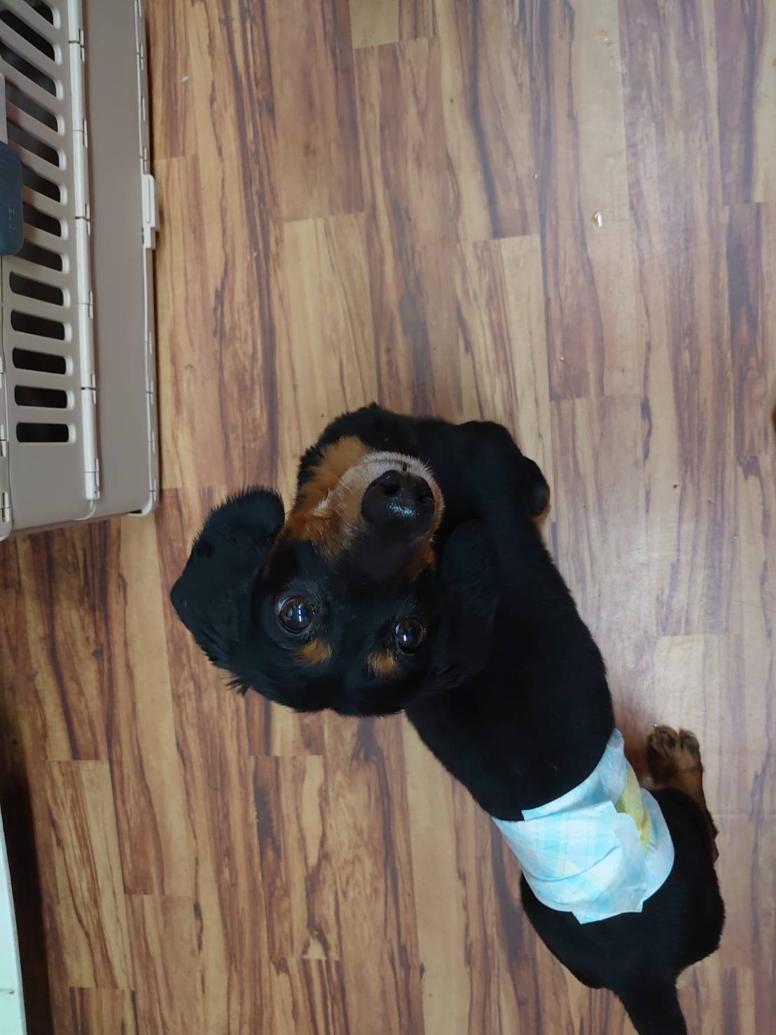 ダックスのレオちゃん&ラクちゃん お泊まりの様子