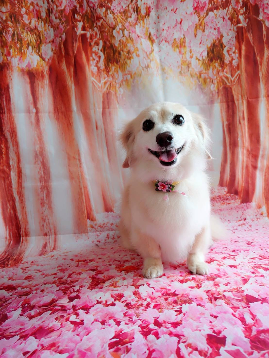 ダックス×チワワのアクアちゃん グルーミングコース