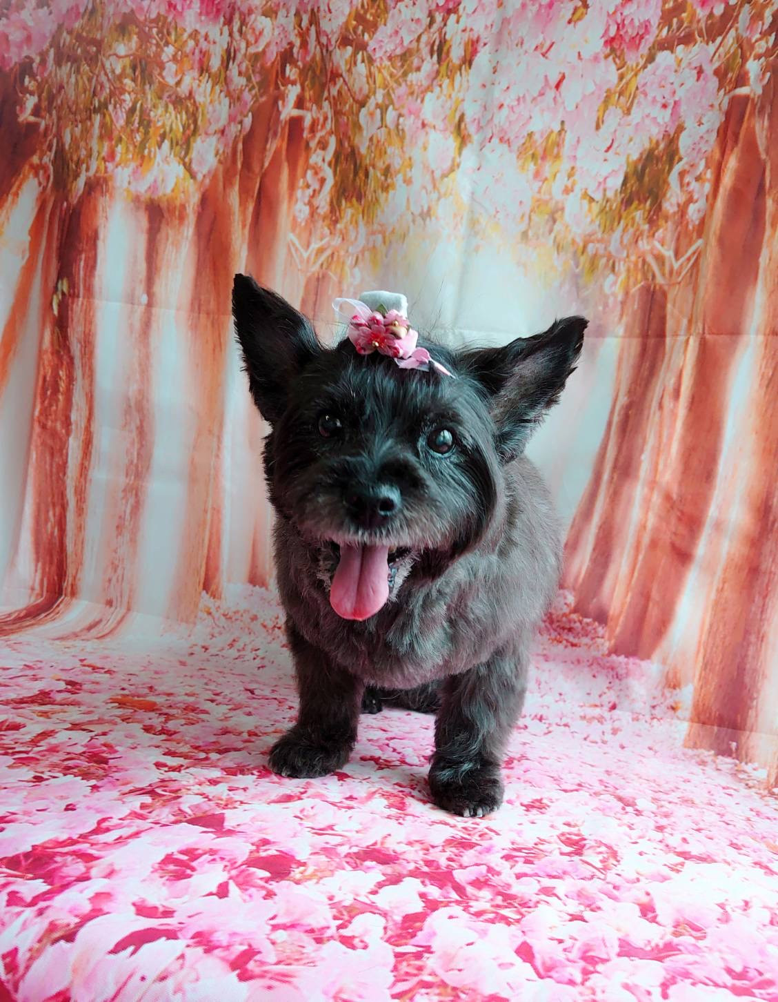 ケアーンのモモちゃん トリミングコース