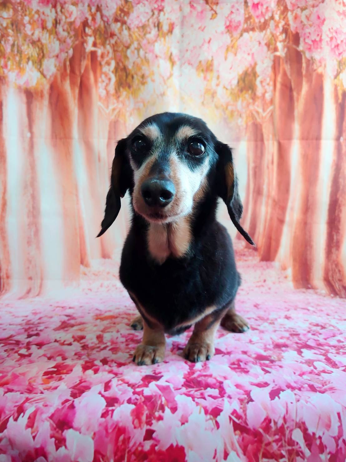 ダックスのりくちゃん シャンプーコース