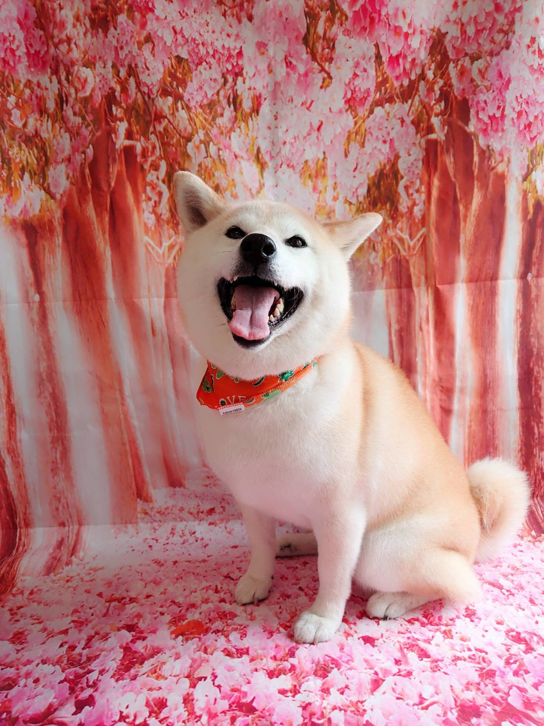 柴のクッキーちゃん グルーミングコース