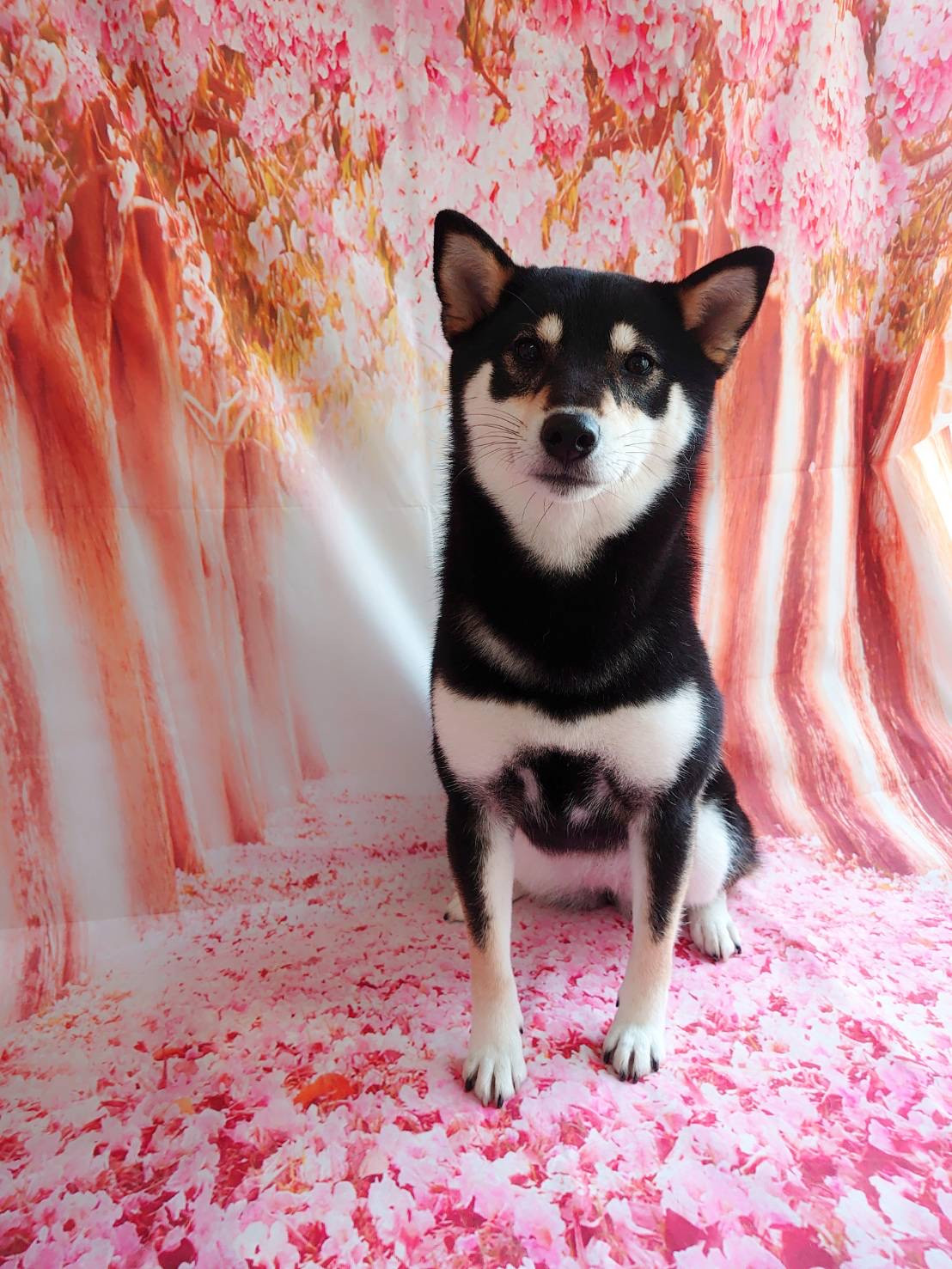 柴の蓮菜ちゃん グルーミングコース デンタル