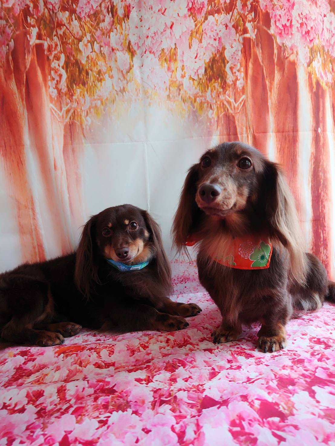 チワワ×ダックスのれおんちゃん&ダックスのにこるちゃん グルーミングコース デンタル