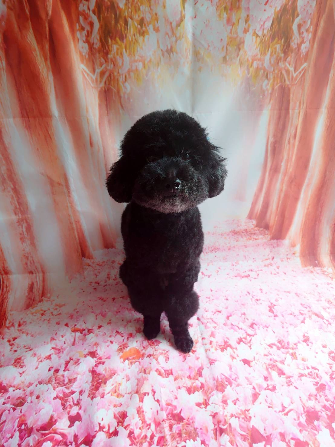 プードルのクールちゃん グルーミングコース