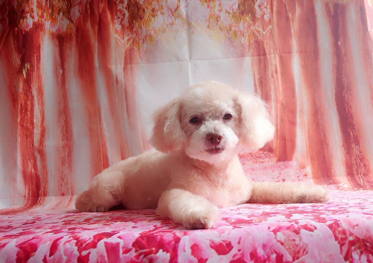 プードルのマロンちゃん トリミングコ ース