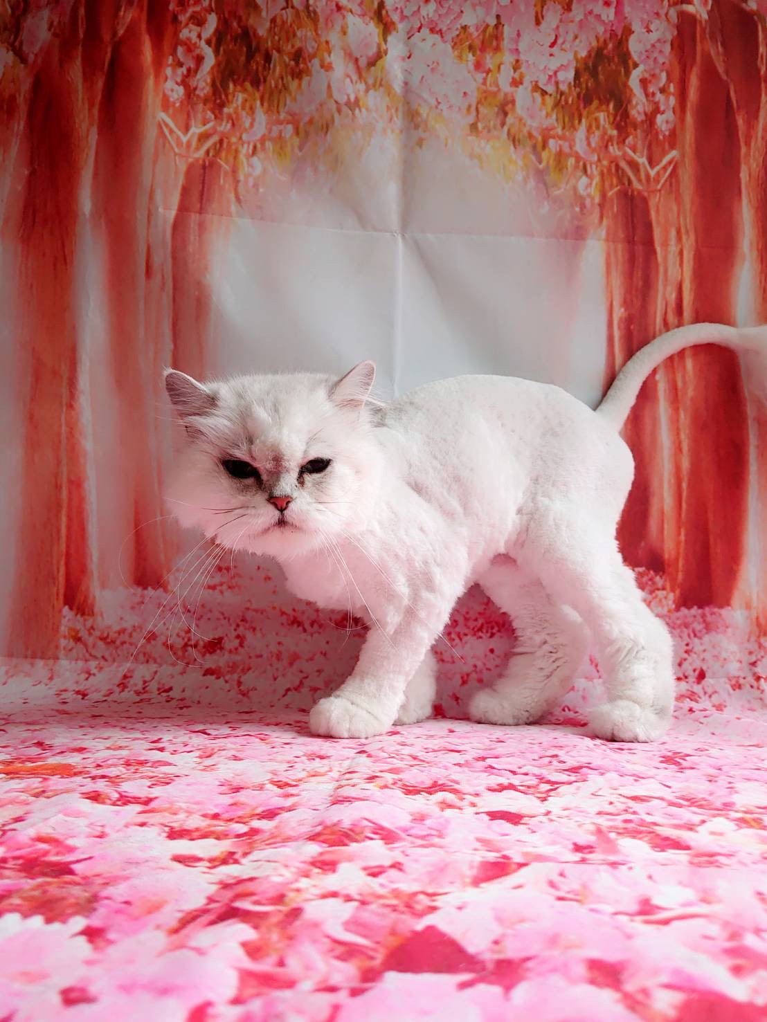 チンチラのいおりちゃん トリミングコ ース