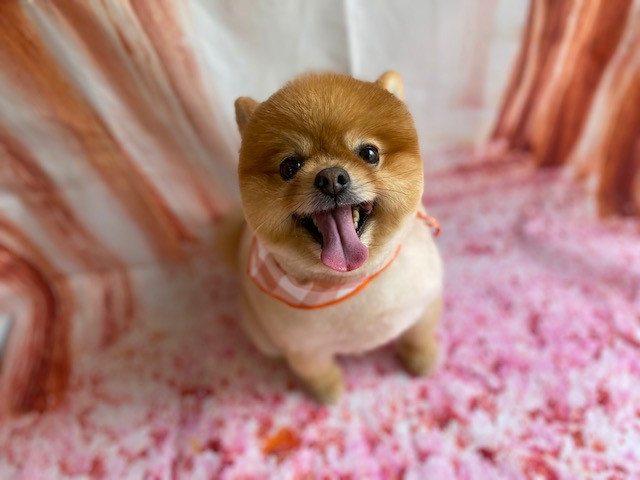 ポメラニアン ソラちゃん トリミングコース