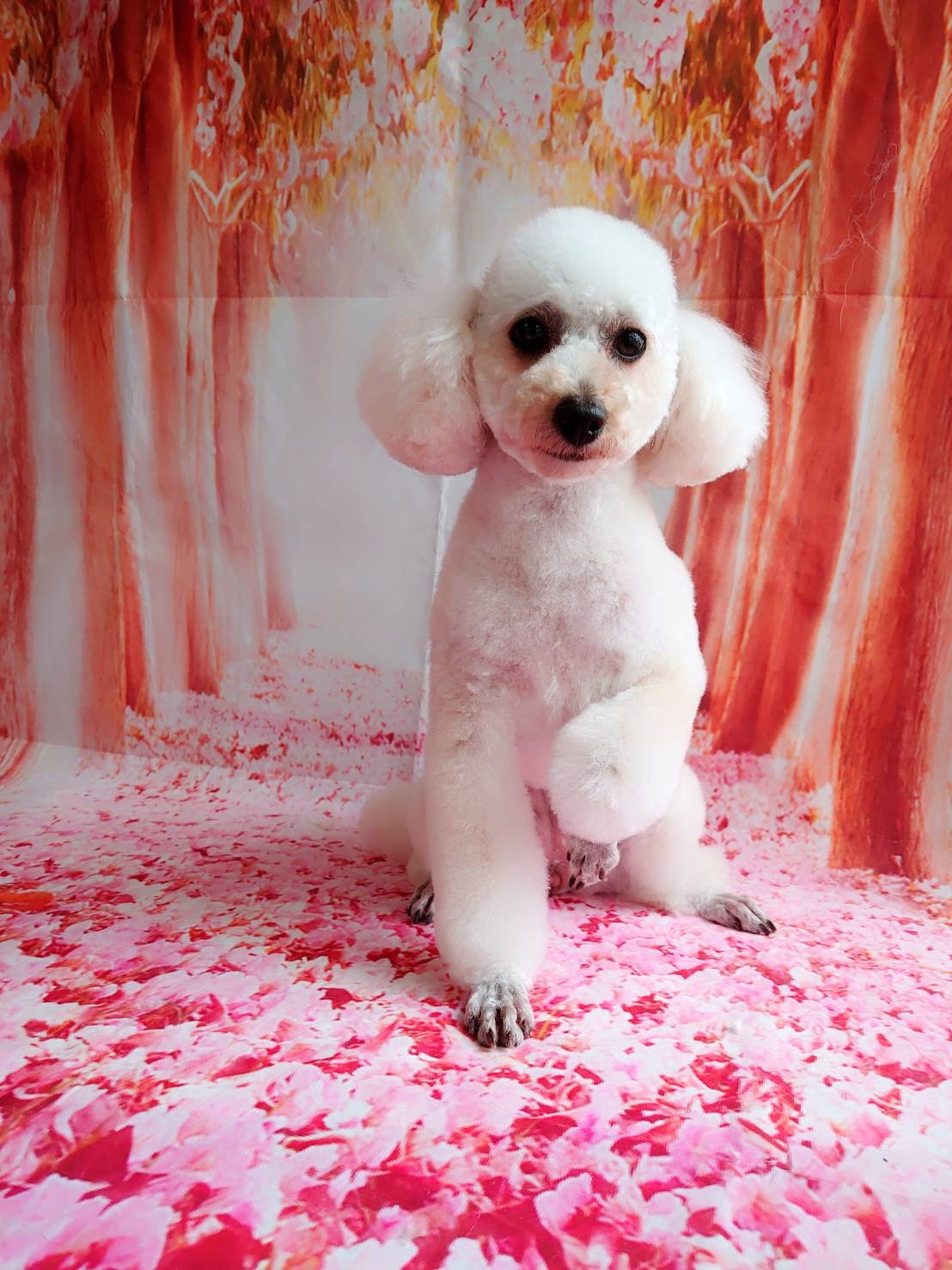 プードルのきなこちゃん トリミングコ ース