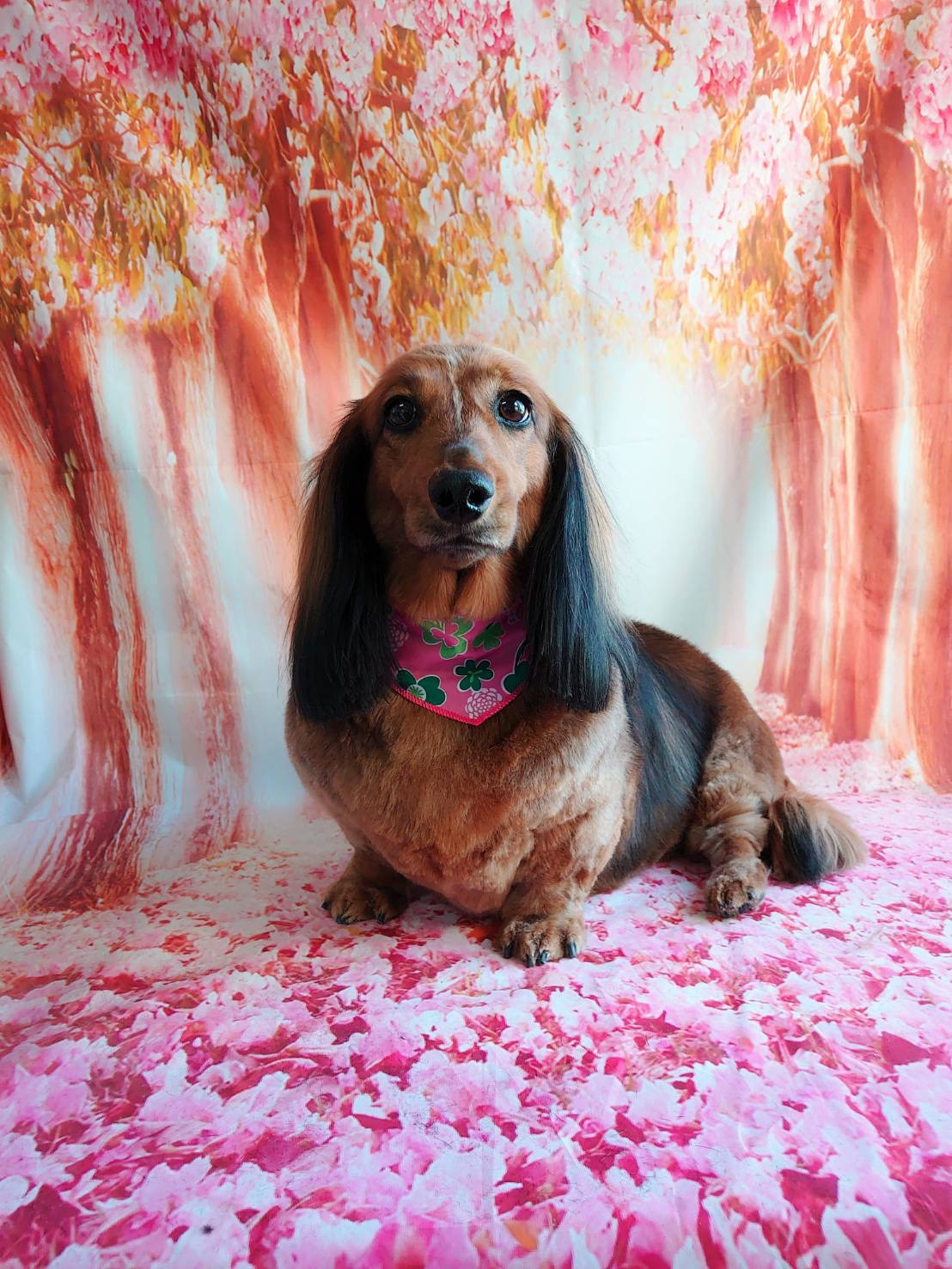 スタンダードダックスのメルちゃん トリミングコース