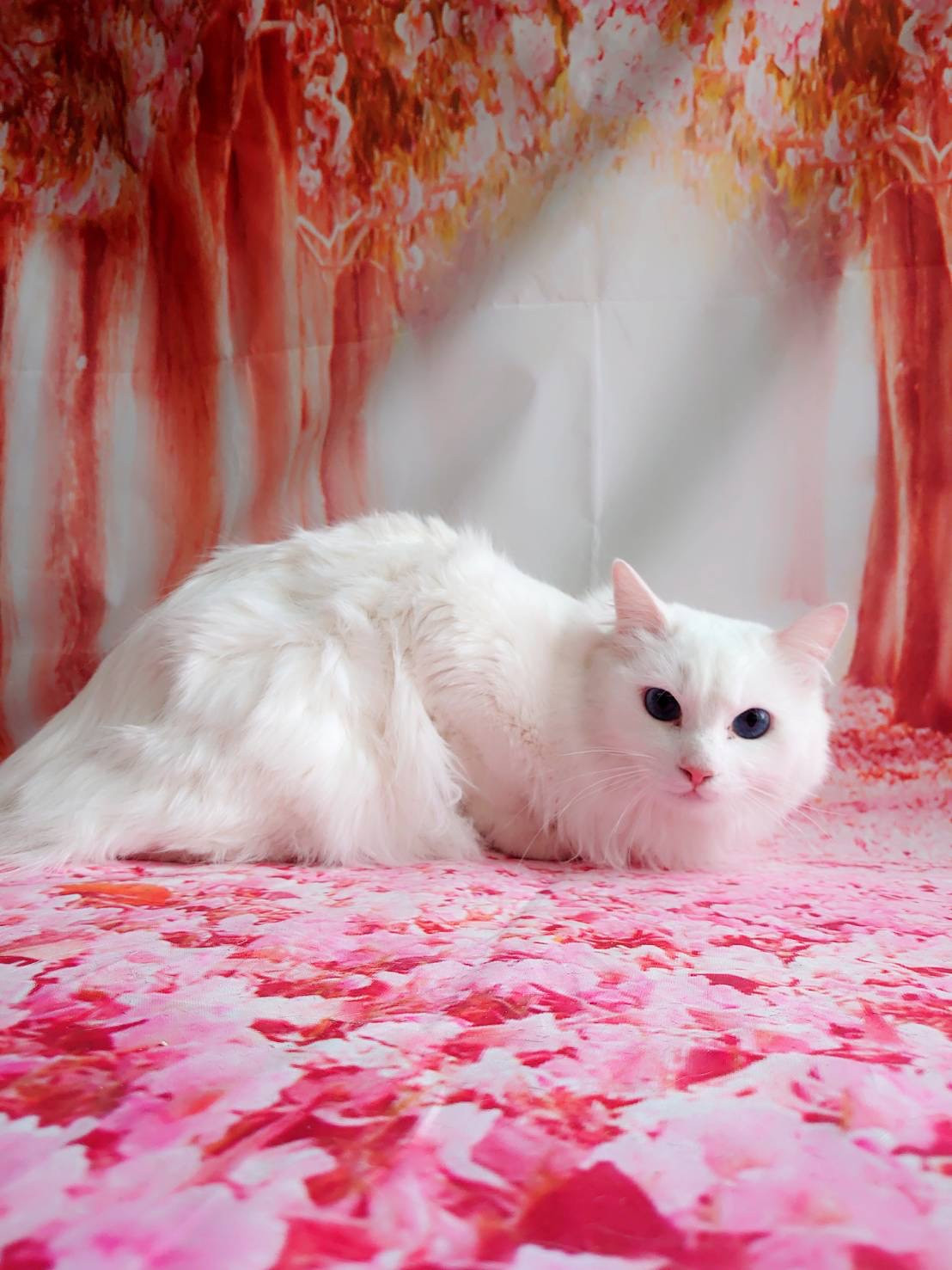 猫のユキちゃん お爪切り