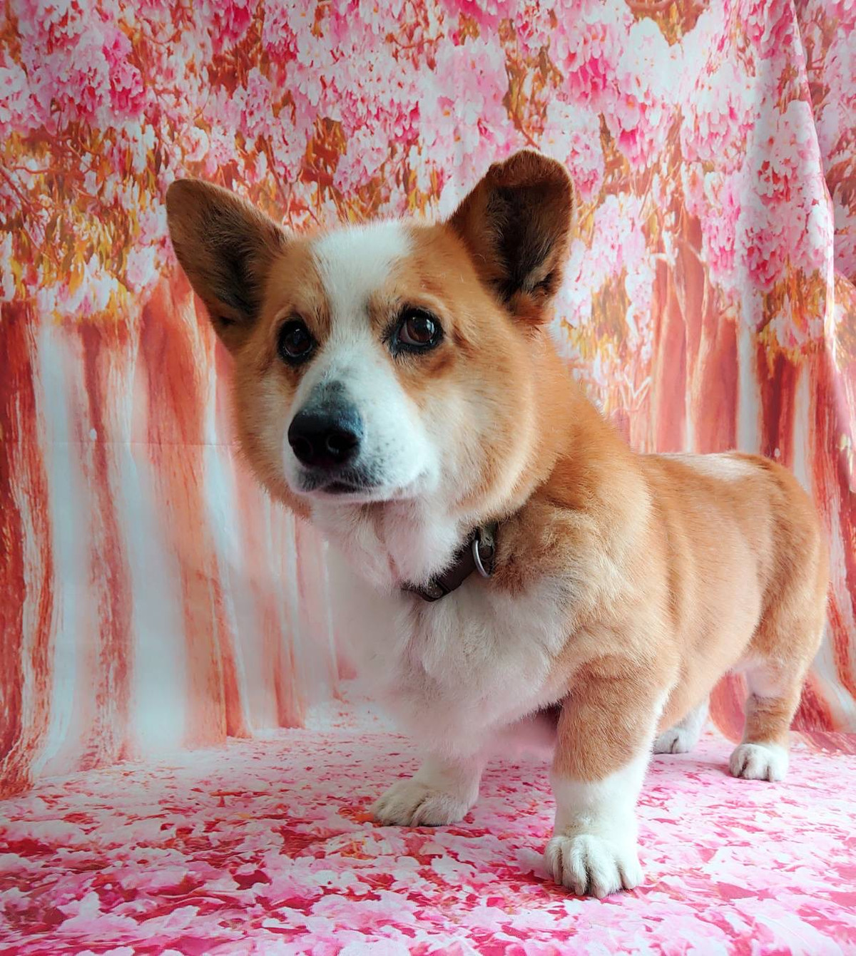 コーギーのロビーちゃん シャンプーコ ース