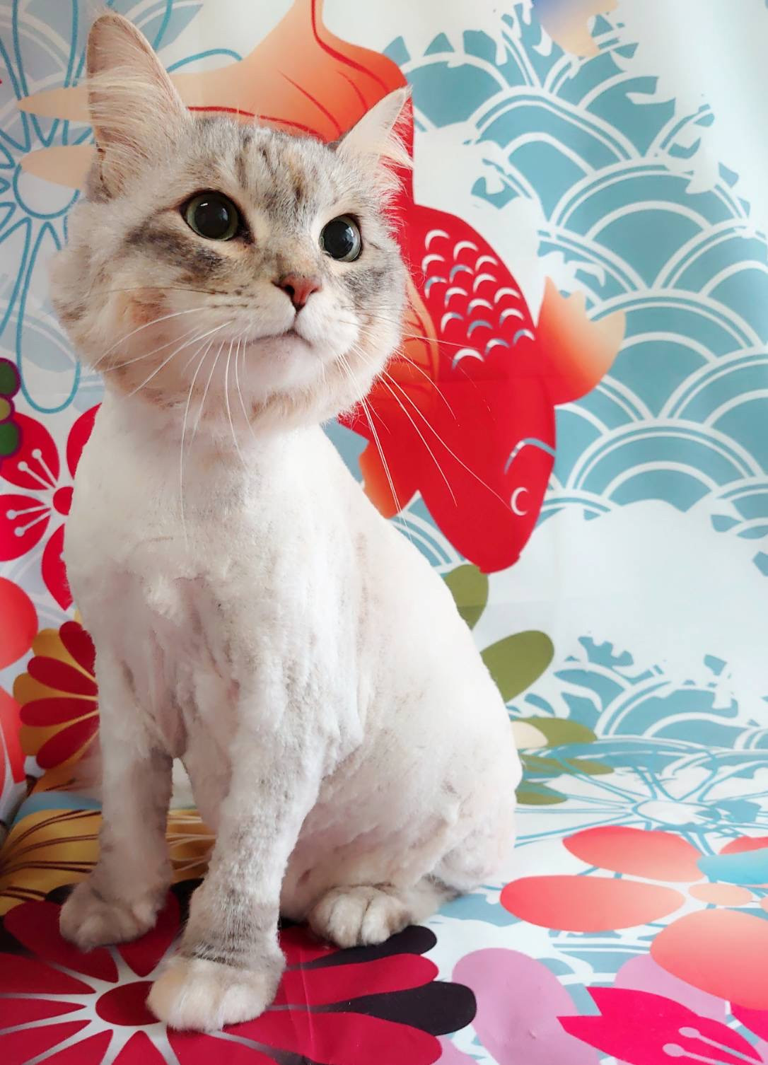 猫のココちゃん トリミングコース