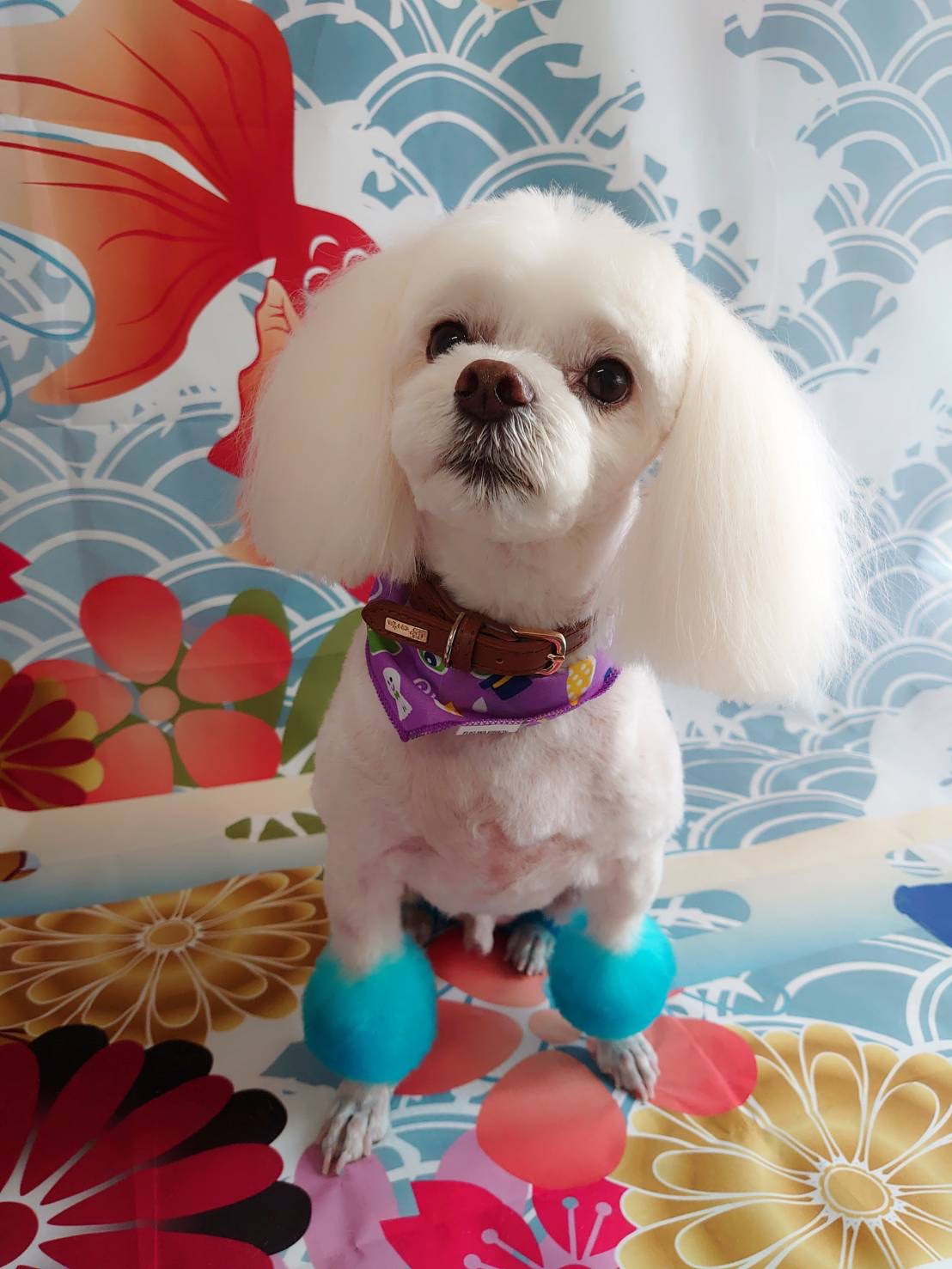 MIXのラフちゃん トリミングコース カラーリング