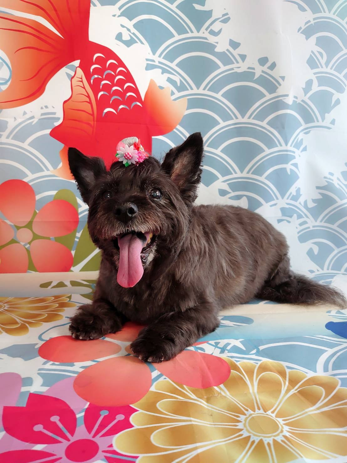 ケアーンのモモちゃん トリミングコース