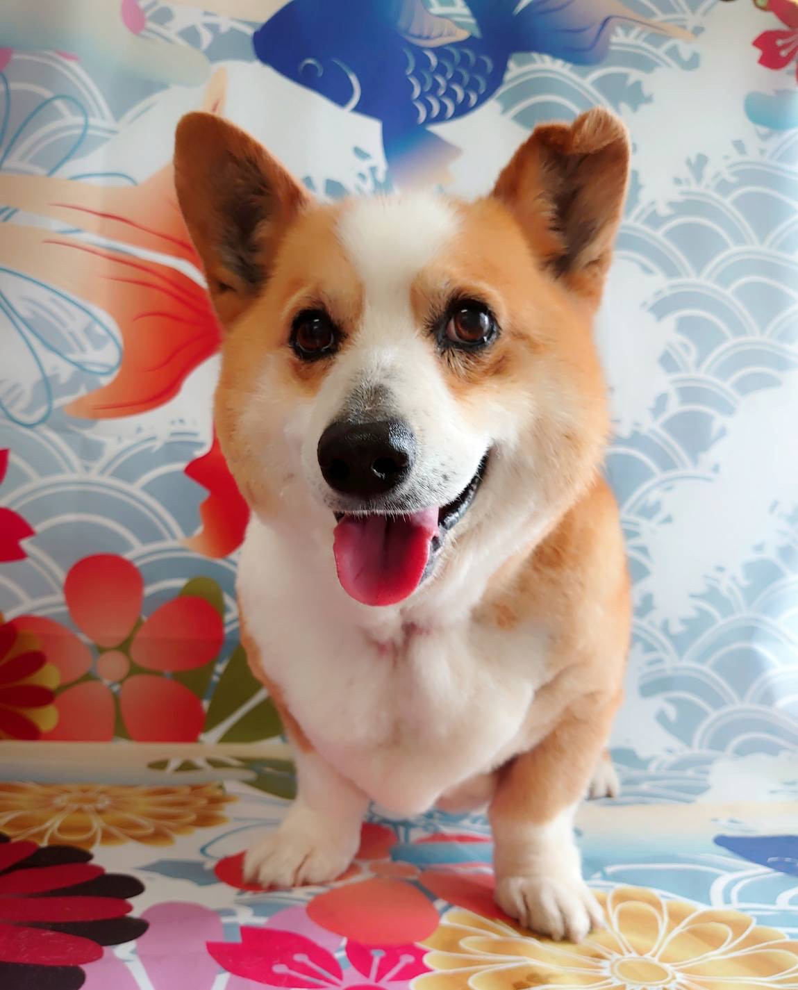 コーギーのロビーちゃん グルーミングコース 部分カット