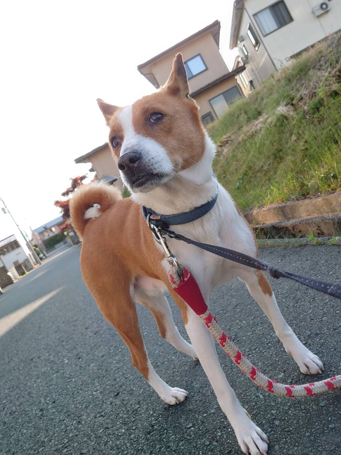 バセンジーのカーネルちゃん お泊まりの様子