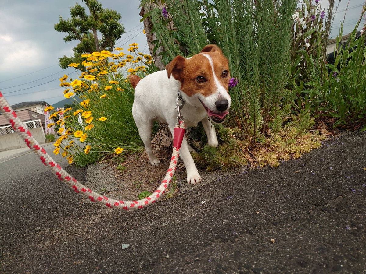 ジャックラッセルのマロンちゃん お泊まりの様子