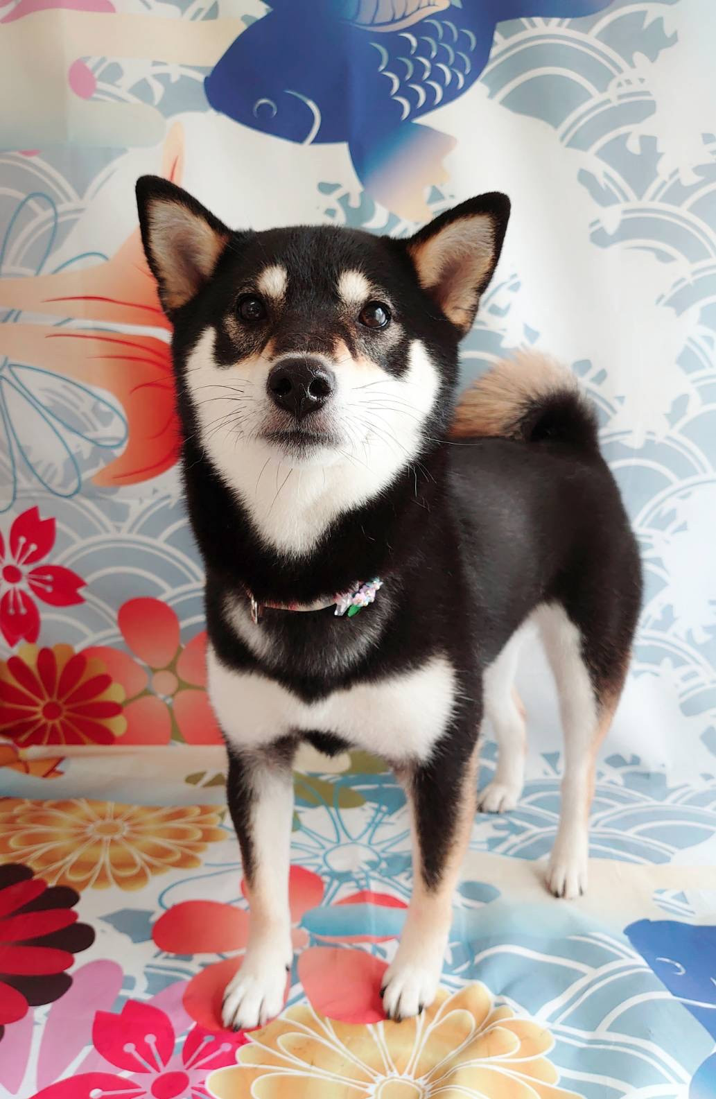 柴の蓮菜ちゃん グルーミングコース デンタル