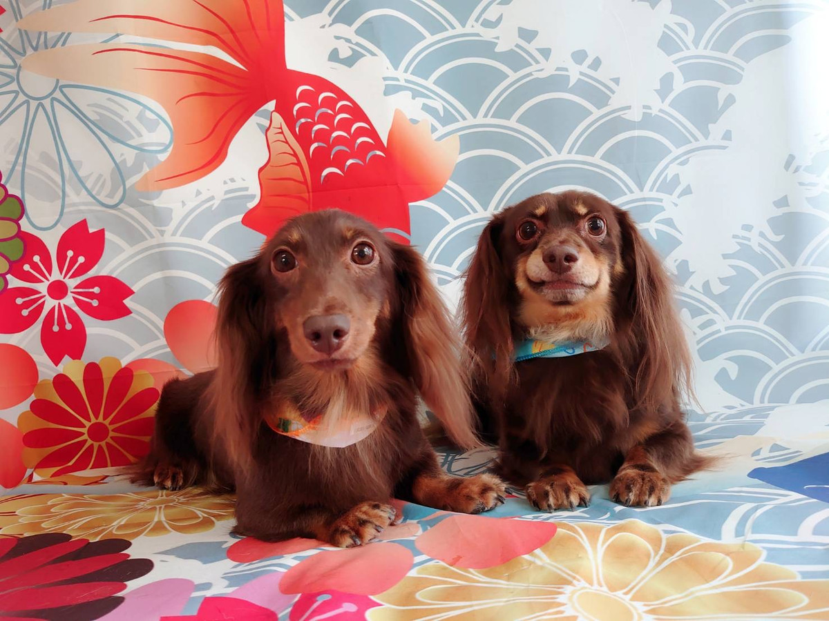 ダックスのにこるちゃん＆MIXのれおんちゃん グルーミングコース デンタル