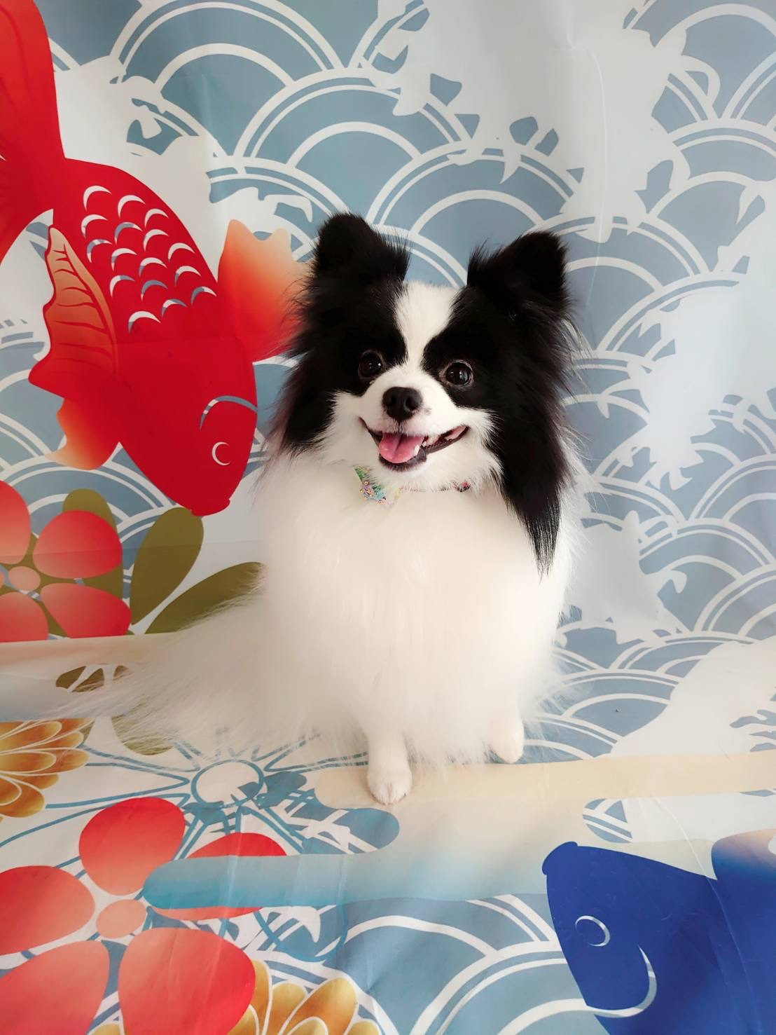 MIXのステラちゃん グルーミングコース 部分カット