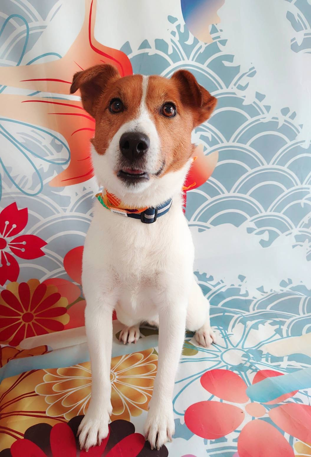 ジャックラッセルのマロンちゃん シャンプーコース