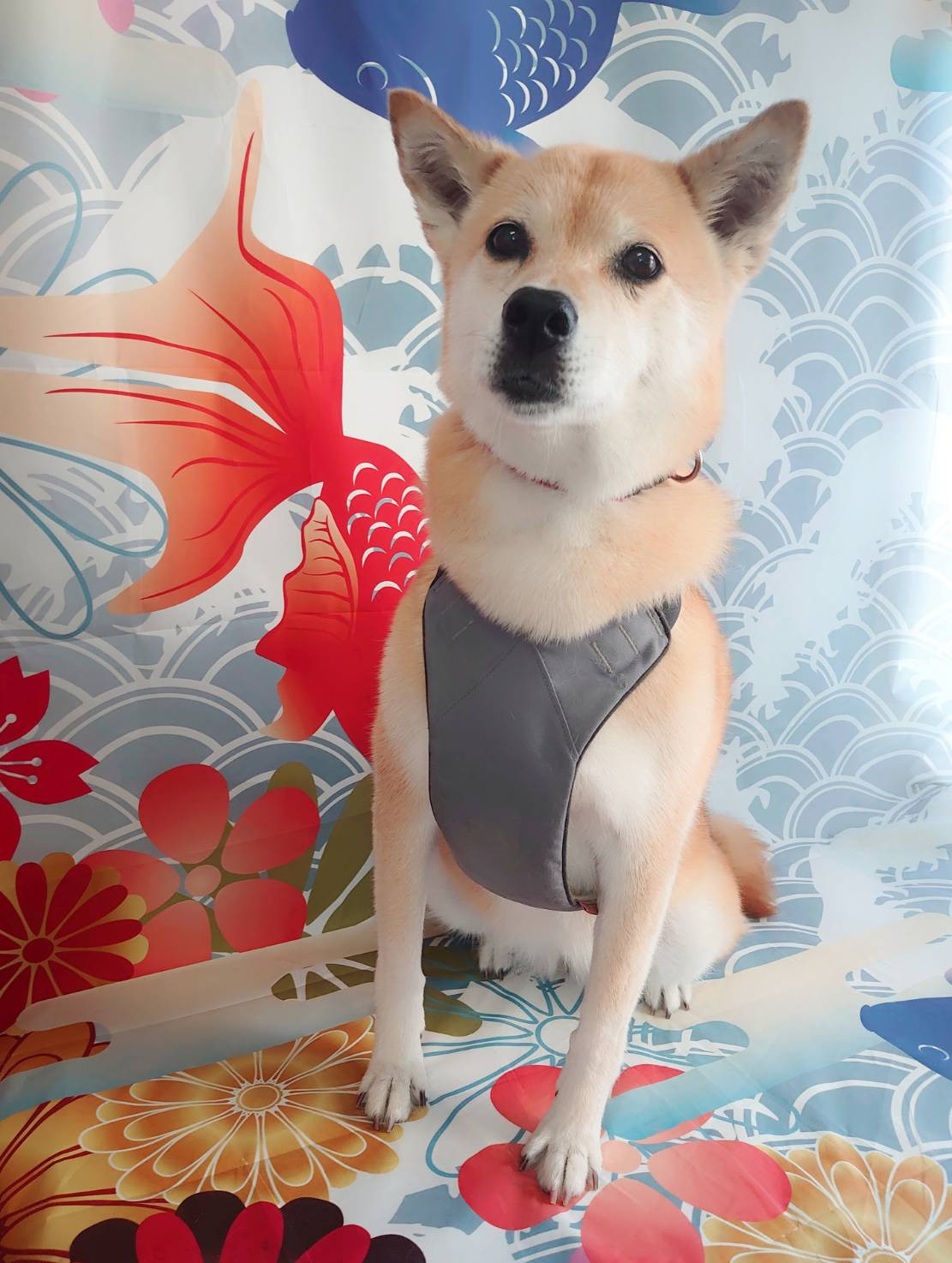 MIXのチョコちゃん シ・・ンプーコース お爪切り