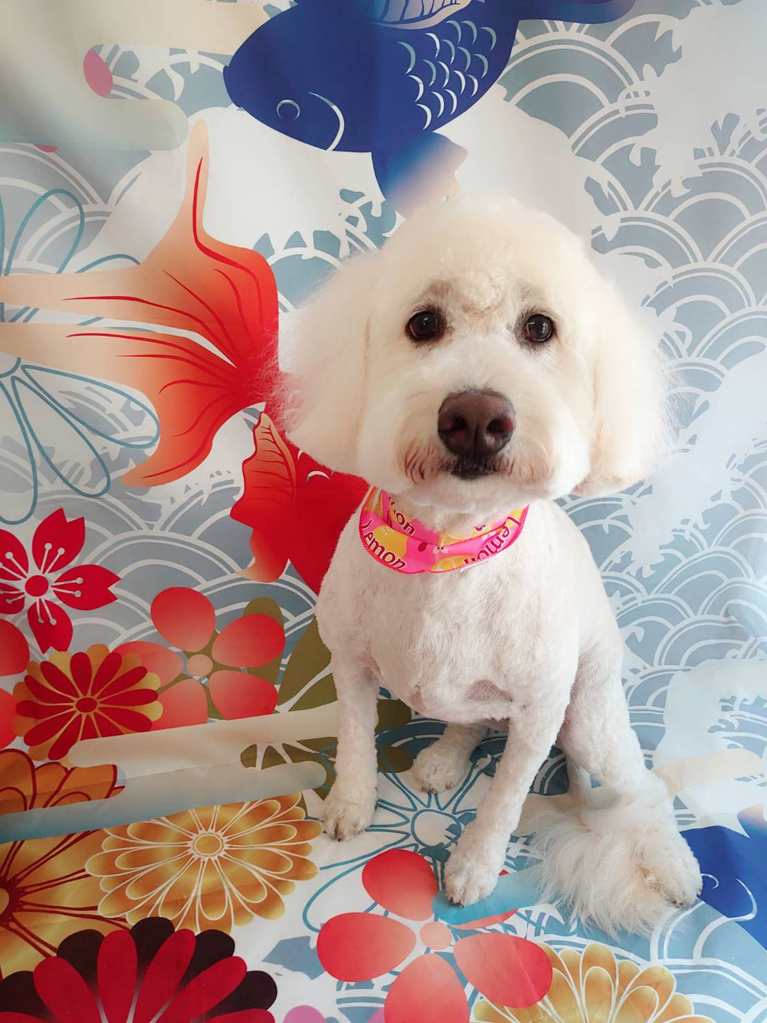 ゴールデンドゥードルの花ちゃん トリミングコ・・ス