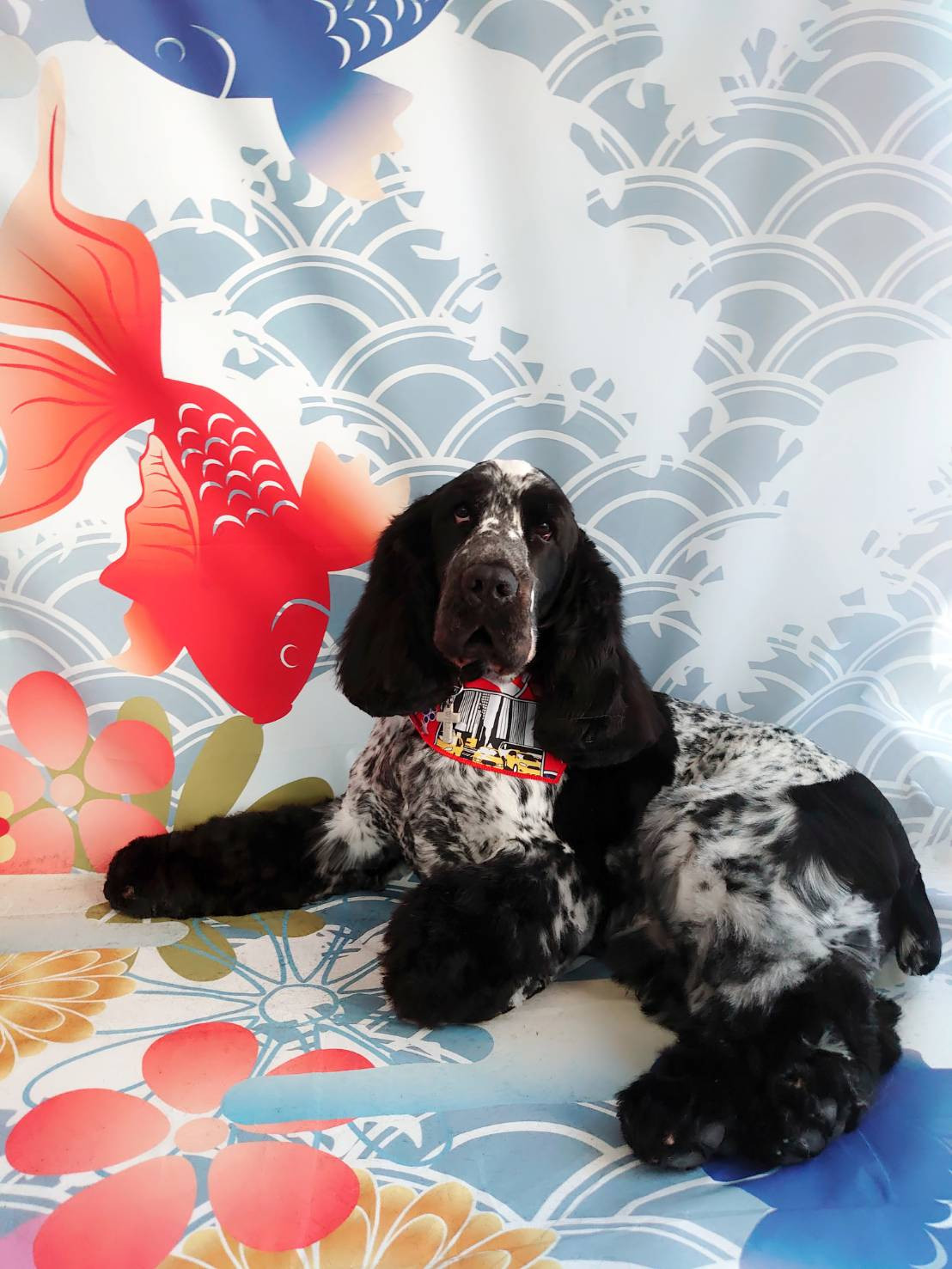 イングリッシュコッカーのWillちゃん トリミング・・・ース