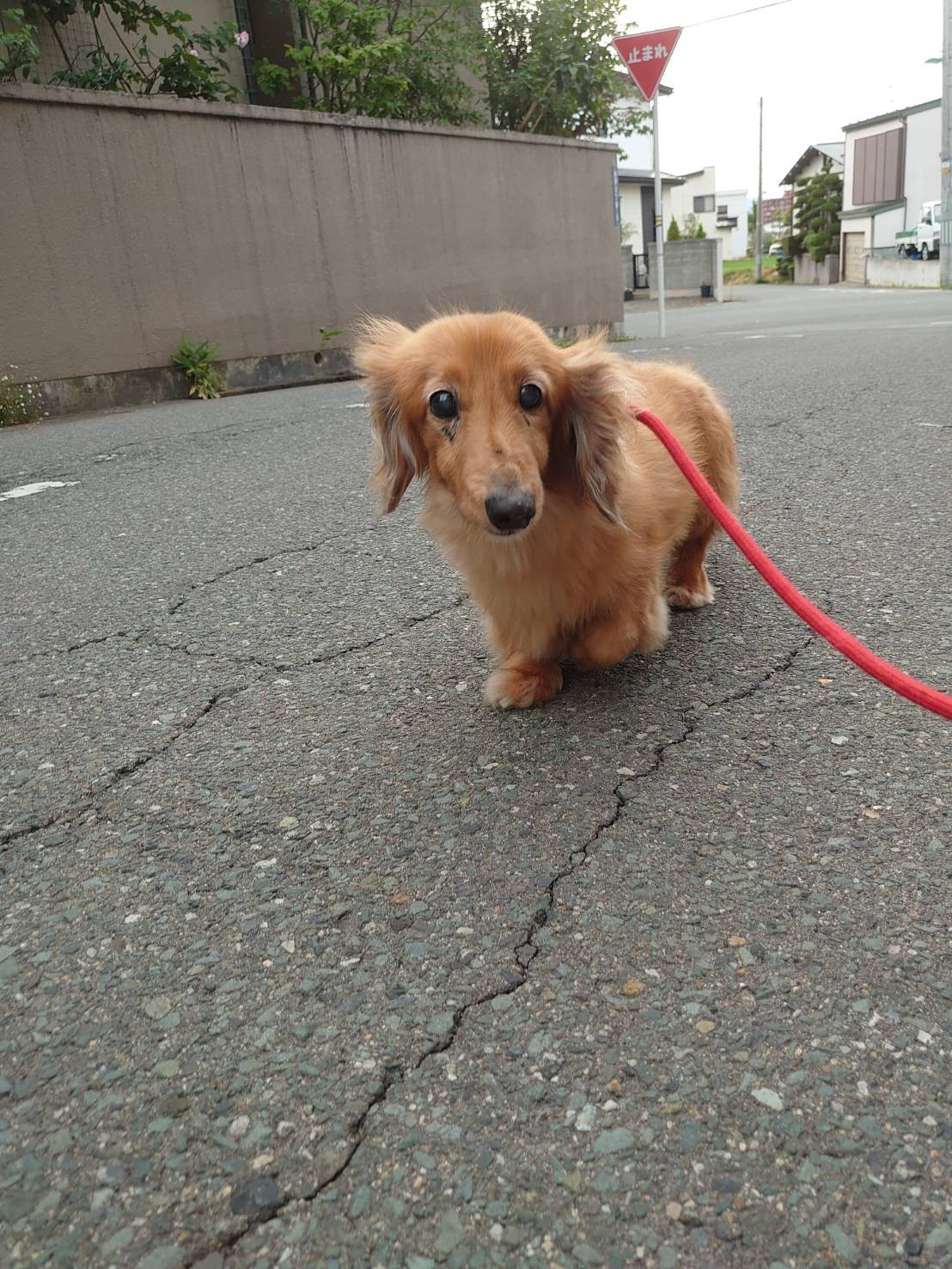 ダックスのレオちゃん お泊まりの様子